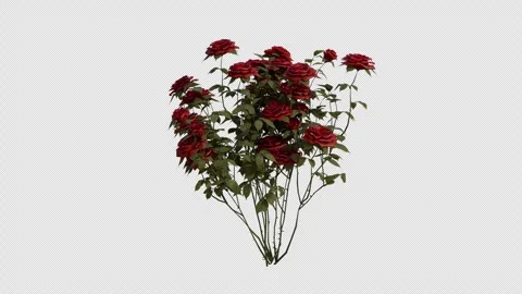 French Rose blowing in the wind Loop Animation. Alpha Channel Stock Footage 307633810