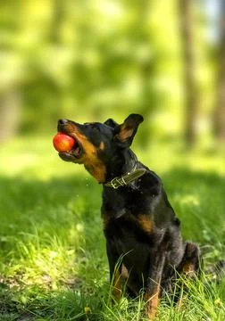 French Shepherd grabs an apple during a trick Stock Photos