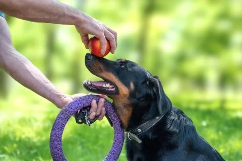French Shepherd learns tricks in nature Stock Photos