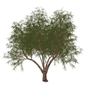 The French tamarisk tree. Stock Illustration