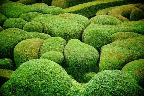 French Topiary Garden. Stock Photos