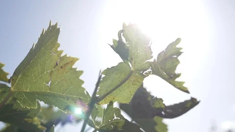 French  vine Stock-Footage 119015511