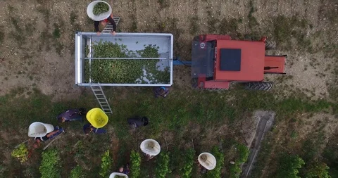 French vines seen from the sky during the grape harvest Stock Footage 85856162