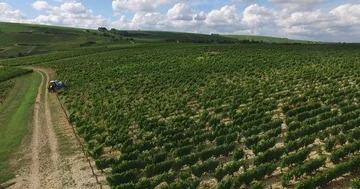 French vines seen from the sky Stock Footage 85856088