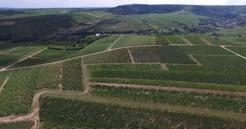 French vines seen from the sky Stock Footage 85856138
