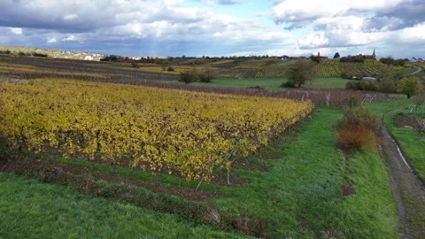 French Vineyard in Autumn Video stock 320018756