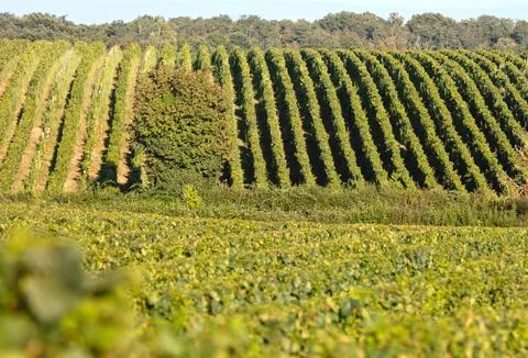 French vineyard during summertime, selective focus Stock Photos