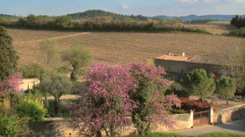 French Vineyard Early Spring WS Stock Footage 33707654