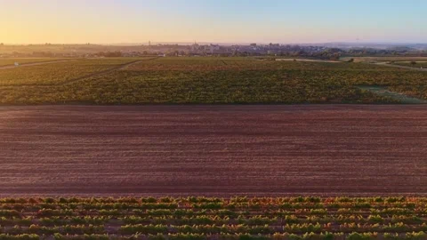 French vineyard with parallel grapevine rows and cultivated fields at sunrise Stock Footage 346331717