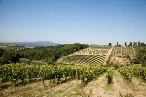 French vineyard 스톡 사진