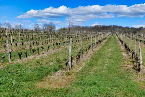 French Vineyard. Stock Photos