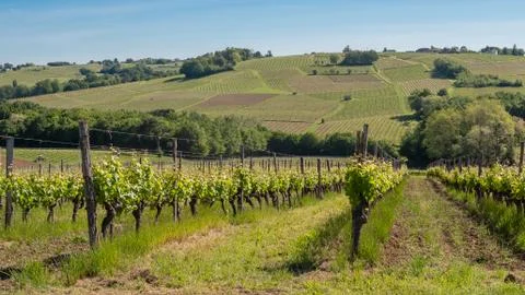 French vineyard rows patchwork hillside Stock Photos