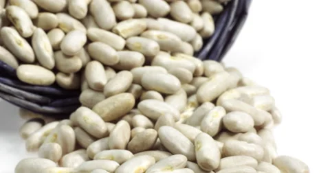 French White Kidney Beans or Mogette From Vendee, phaseolus vulgaris, Real Time Stock Footage
