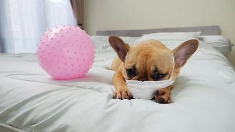 Frenchie wearing protective mask lying on bed beside virus-like ball Stock Footage 313330595