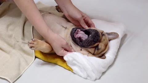 Frenchie yawns when her chubby cheeks are massaged Stock Footage 313329679