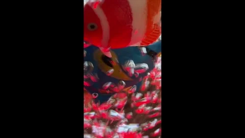 Frenetic Fish &amp; Bubbles Stock Footage 287159879