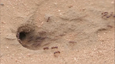 Frenetic Timelapse: Ants Going Into Ground Vídeos de archivo 156880089