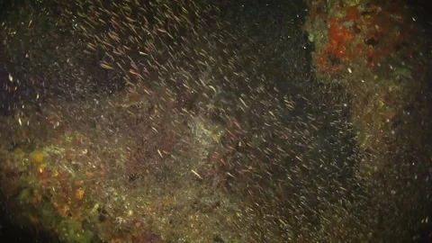 Frenzy of small fish being hunted by Trevally at night Stock Footage 130237474