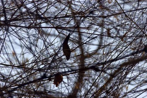 A frequent grid of branches Stock-Fotos