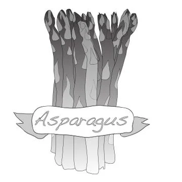 Fres asparagus vector Stock Illustration