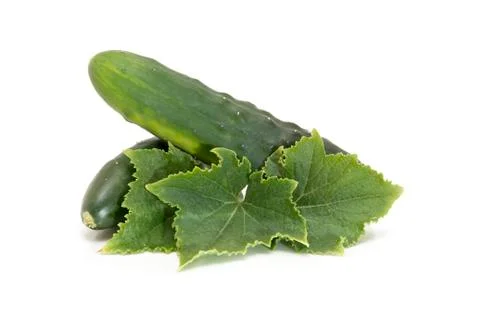 Fres cucumbers Stock Photos