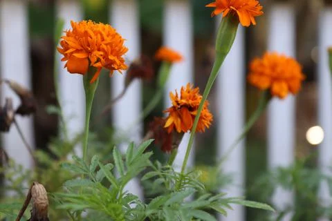 Fres rlower Stock Photos