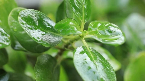 Fresh 2 Video stock 90959803