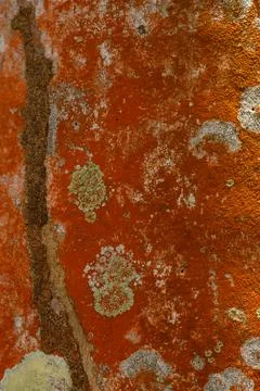 Fresh abstraction, pattern, lichen of orange color on tree Stock Photos