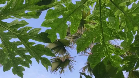 Fresh air Stock Footage 232582242
