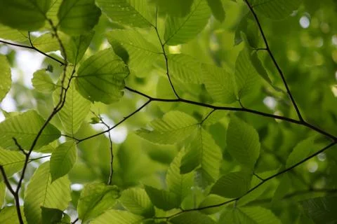 Fresh alder leaf background, view from below the tree Stock Photos