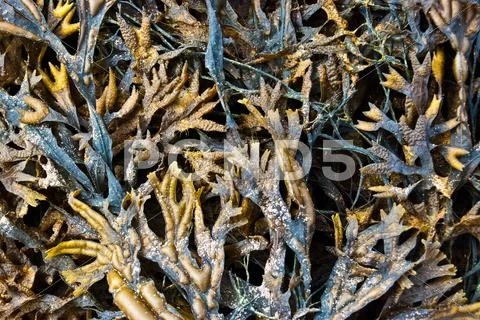 Fresh algae Stock Photos