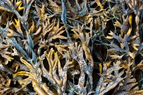 Fresh algae Stock Photos