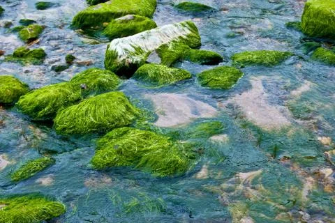 Fresh algae Stock Photos