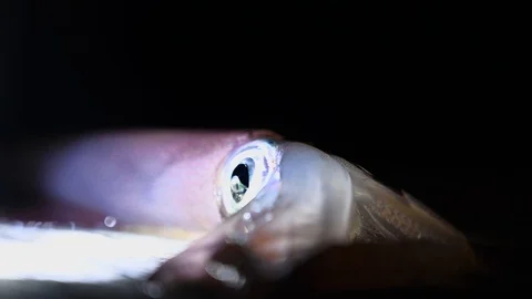 Fresh alive squid caught at night Vídeo Stock 120206589