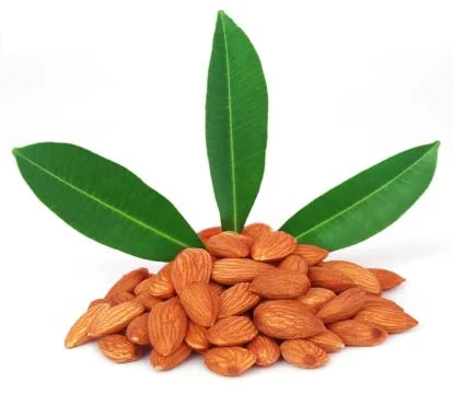 Fresh almonds Stock Photos