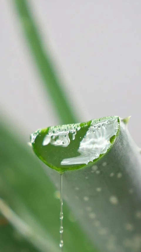 Fresh aloe vera leaf with dripping gel close up, medicinal plant juice for 库存影片 342904170