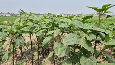 Fresh Amaranth Crops Growing In Rows Ready For Harvest 動画素材 337811593
