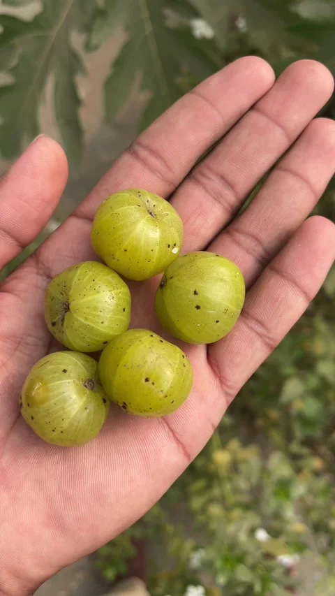 Fresh Amla Fruit Recently Picked and Displayed in Hand – 4K Detail Video Видео 321851690