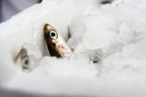 Fresh anchovy Foto stock