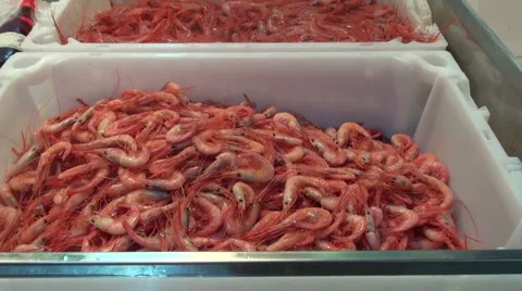 Fresh and boiled shrimps prawns in plastic boxes on fish market, Spain Stock Footage 57453853