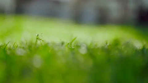 Fresh and bright green grass illuminated by the sun. Blowing wind moves the lawn Stock Footage 144322018