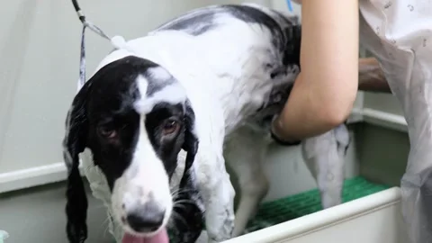 Fresh and clean doggy in pet salon bath Stock Footage