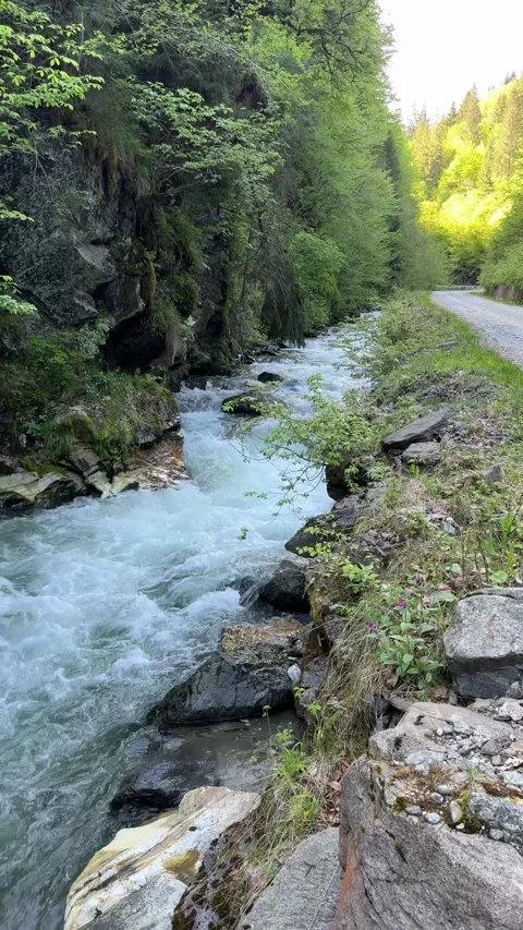 Fresh and clean stream next to a forest road Stock Footage 277130924