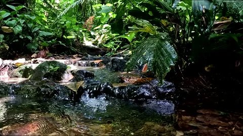 Fresh and clear water running down a tropical cascade; nature background Stock Footage 336932763