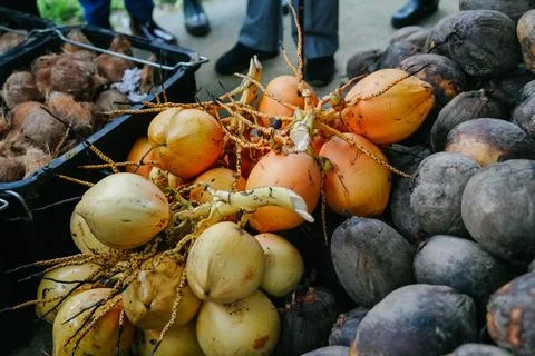 Fresh and Dried Coconuts Displayed Together  Tropical Agriculture Product Stock Photos
