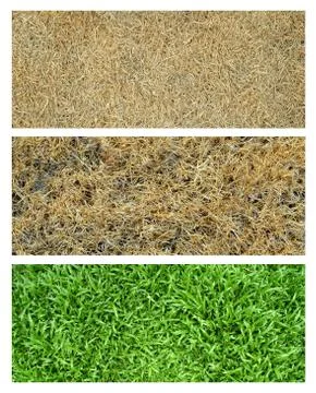 Fresh and dried grass Stock-Fotos