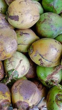 Fresh and old coconuts in one frame Stock Photos