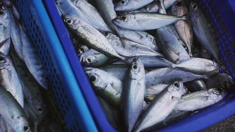 Fresh and still live fish after fishing moving in plastic box Stock Footage 80340162
