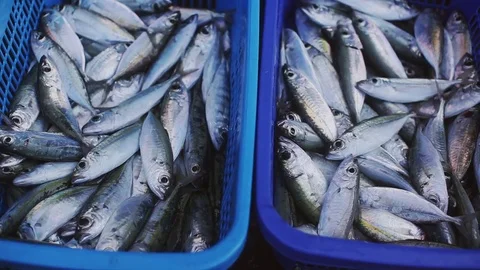 Fresh and still live fish after fishing moving in plastic box. Stock Footage 80340205