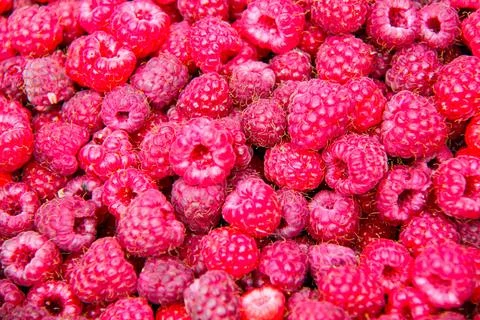 Fresh and sweet raspberry background. Lots of red ripe berries raspberries Stock Photos